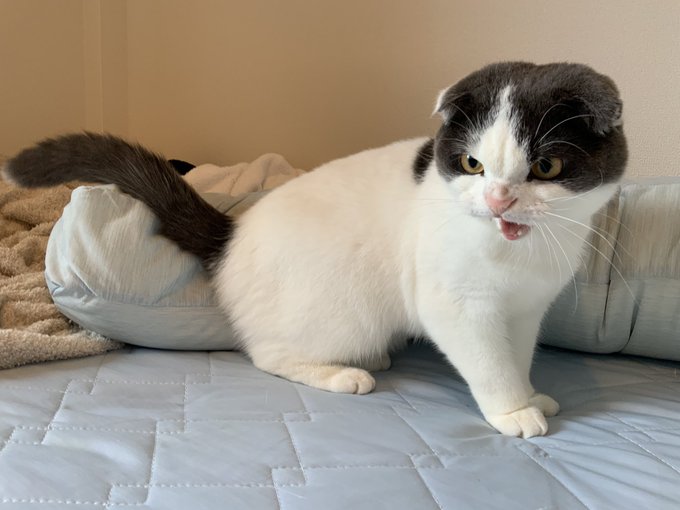 angry_cat