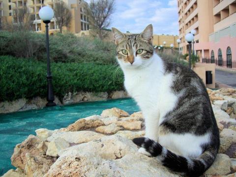 猫成分が不足してきた貴方に贈る猫の画像集　その５ 1