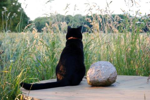 猫成分が不足してきた貴方に贈る猫の画像集　その５ 2