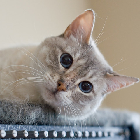まとめ：つかの間の癒しを?選り抜き猫画像1