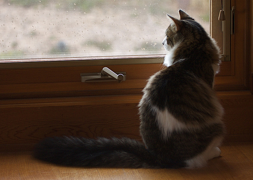 まとめ：つかの間の癒しを?選り抜き猫画像3