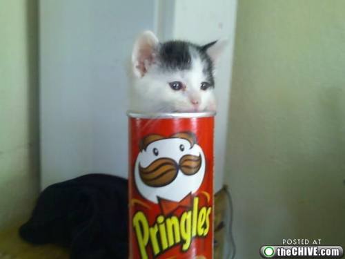 Pringles Cat