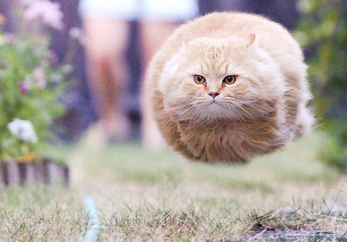ねこがまるい