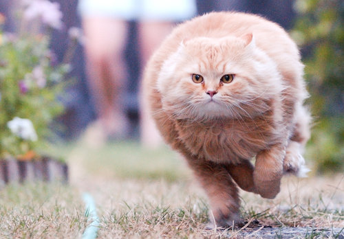 ねこがまるい オリジナル画像
