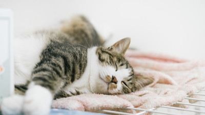 sleeping